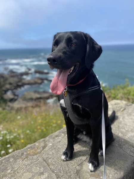 Entry image for Dakota. Clicking this image will show a larger photo