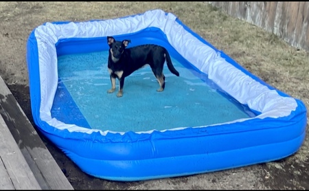 Entry image for Penny. Clicking this image will show a larger photo