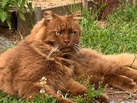 Entry image for Buster Brown. Clicking this image will show a larger photo