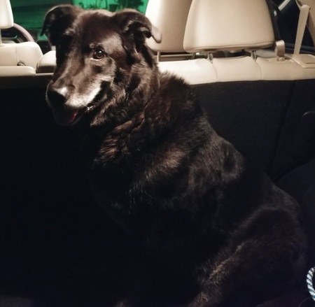 Entry image for KODA. Clicking this image will show a larger photo