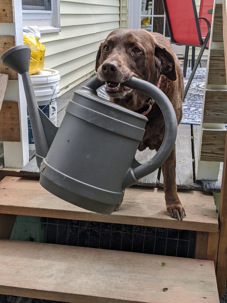 Entry image for HOLLAND. Clicking this image will show a larger photo