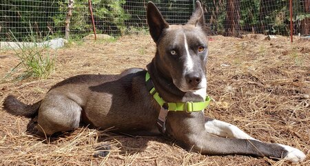 Entry image for Cerberus. Clicking this image will show a larger photo