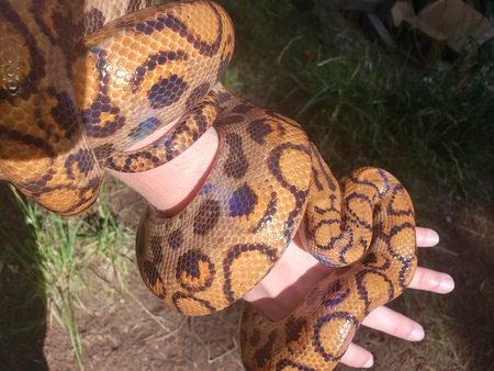 Entry image for C.C. . Clicking this image will show a larger photo