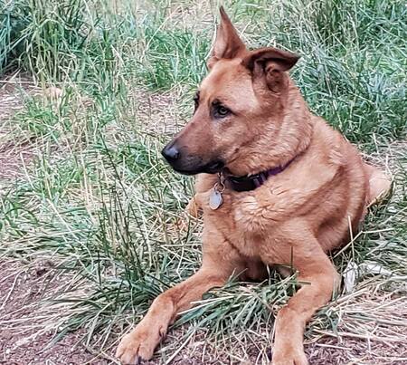 Entry image for Gypsy. Clicking this image will show a larger photo