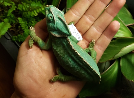 Entry image for Frigg. Clicking this image will show a larger photo