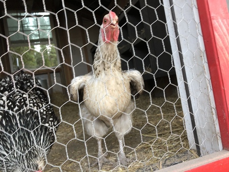 Entry image for Crispy. Clicking this image will show a larger photo