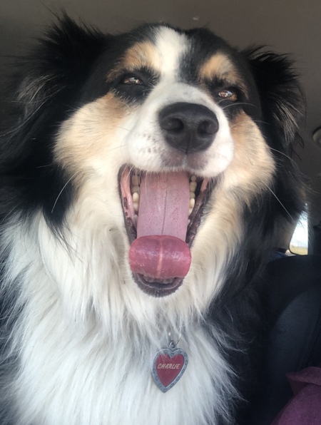 Entry image for Charles B Willicus. Clicking this image will show a larger photo