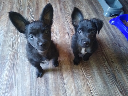 Entry image for Izzy & pixxy. Clicking this image will show a larger photo