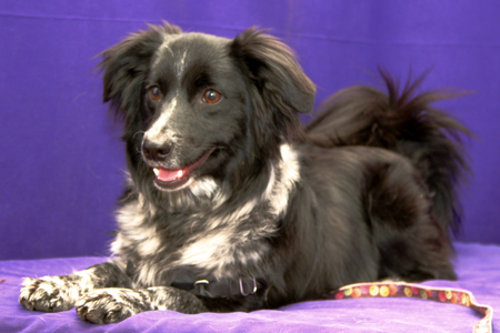 Entry image for Pistol. Clicking this image will show a larger photo