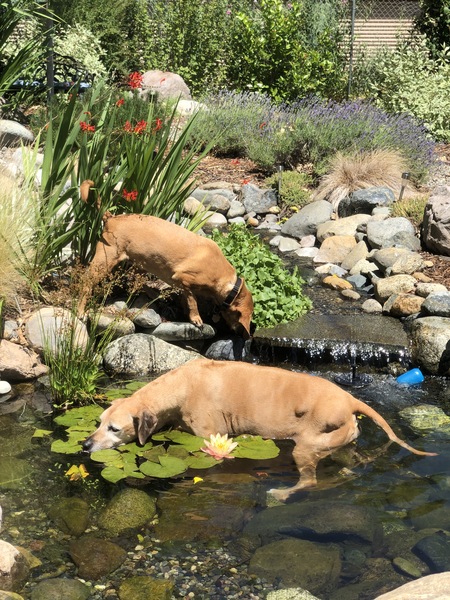 Entry image for Bacardi and Velvet . Clicking this image will show a larger photo