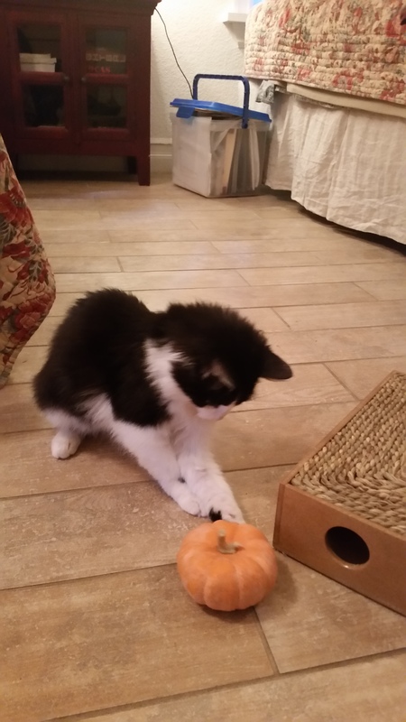 Entry image for Beau. Clicking this image will show a larger photo