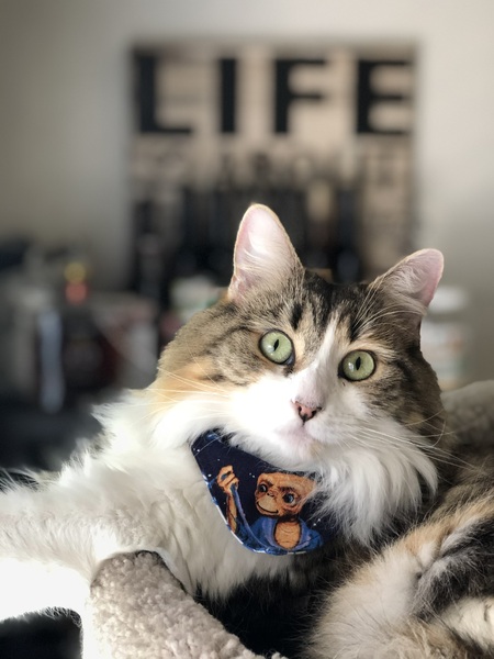 Entry image for Murphy Josephine . Clicking this image will show a larger photo