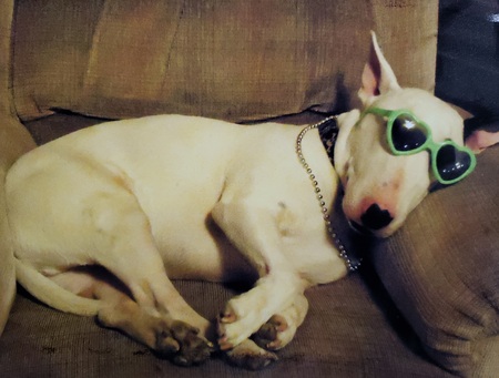 Entry image for Momo the Wonder Dog. Clicking this image will show a larger photo