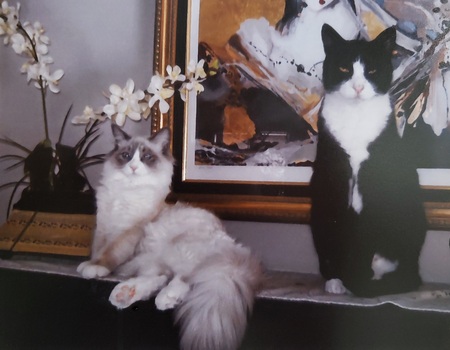 Entry image for The Princess and the Pauper. Clicking this image will show a larger photo