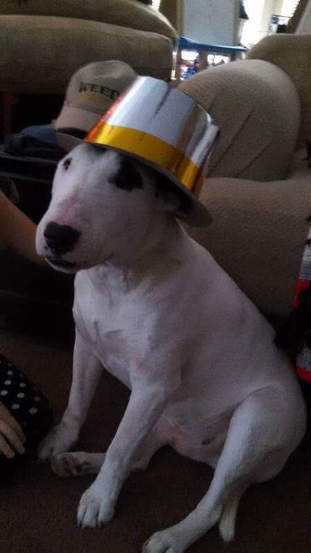 Entry image for The Original Party Animal . Clicking this image will show a larger photo