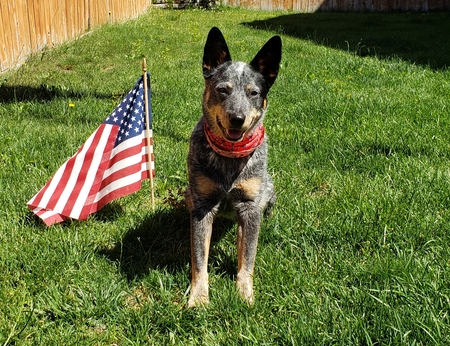 Entry image for Bella. Clicking this image will show a larger photo