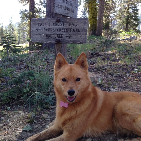 Entry image for Piper Roo. Clicking this image will show a larger photo