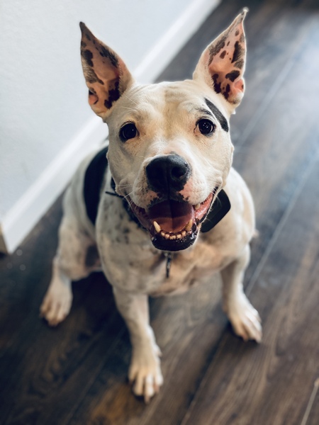 Entry image for Stella. Clicking this image will show a larger photo