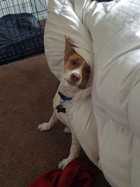 Entry image for Emmy. Clicking this image will show a larger photo