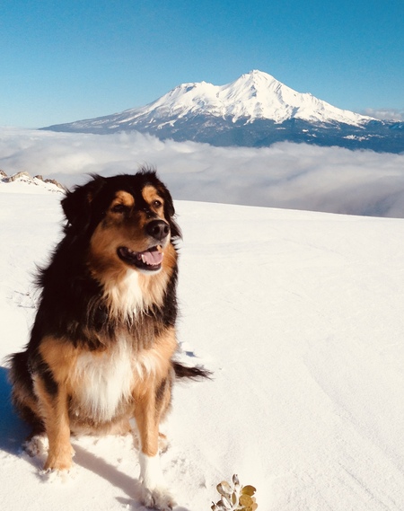 Entry image for Lulu. Clicking this image will show a larger photo