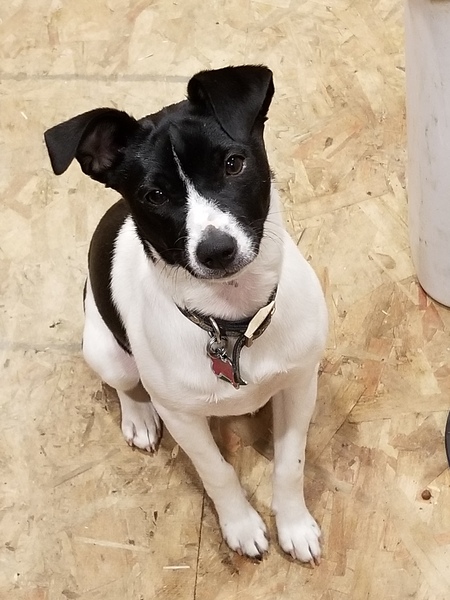 Entry image for Tico. Clicking this image will show a larger photo