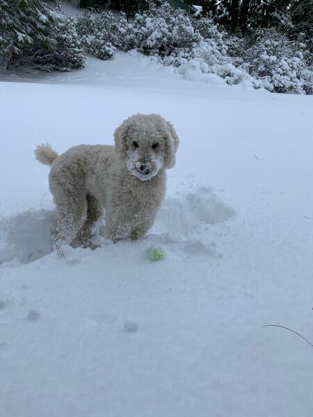 Entry image for Bailey. Clicking this image will show a larger photo