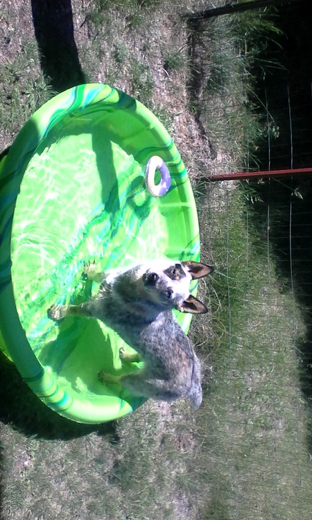 Entry image for Bonnie. Clicking this image will show a larger photo