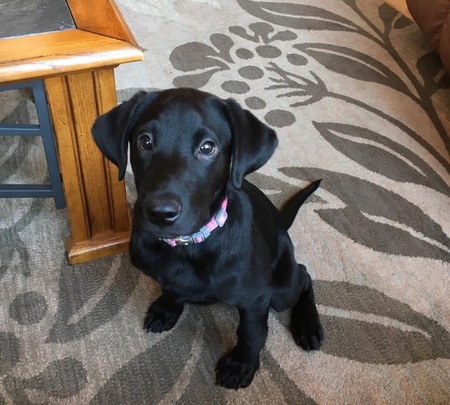 Entry image for Bonnie. Clicking this image will show a larger photo