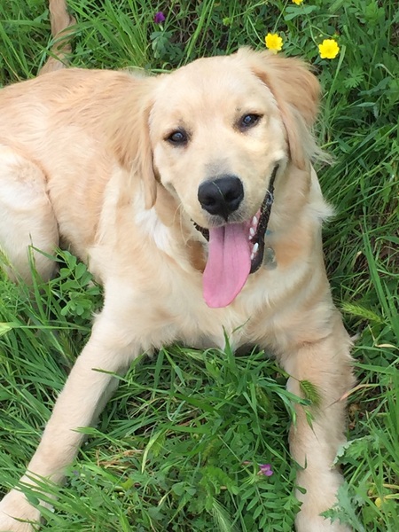 Entry image for Bosco. Clicking this image will show a larger photo