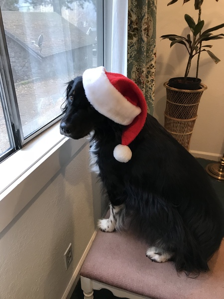 Entry image for Cody . Clicking this image will show a larger photo