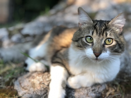 Entry image for Lucy. Clicking this image will show a larger photo