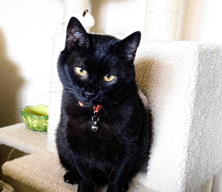 Entry image for Sprite. Clicking this image will show a larger photo