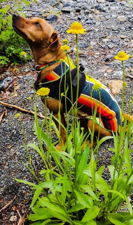 Entry image for Marley Baba. Clicking this image will show a larger photo