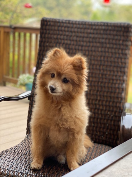 Entry image for Rusty. Clicking this image will show a larger photo