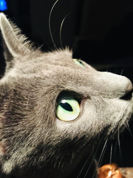 Entry image for Erie Appleton . Clicking this image will show a larger photo