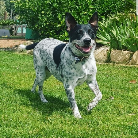 Bella