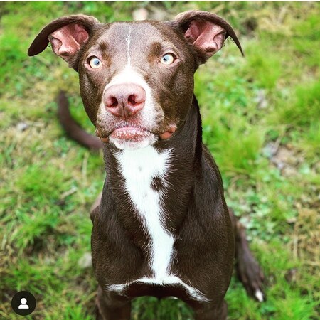 Beau