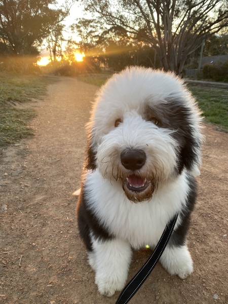 Archie