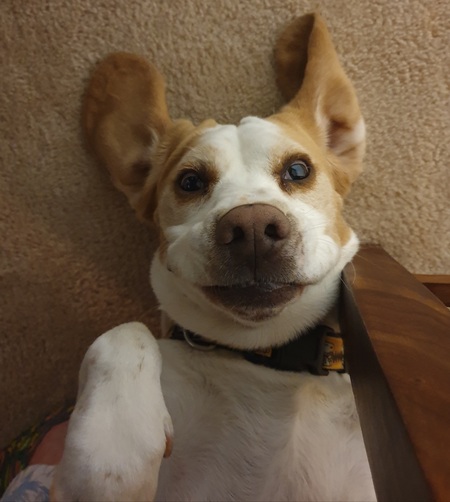 Buckley