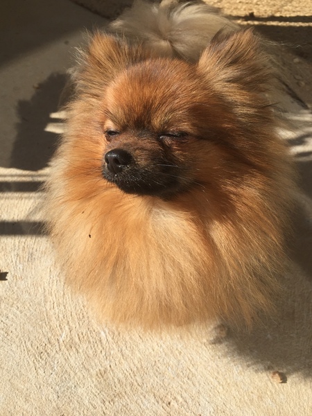 Chewbucca 