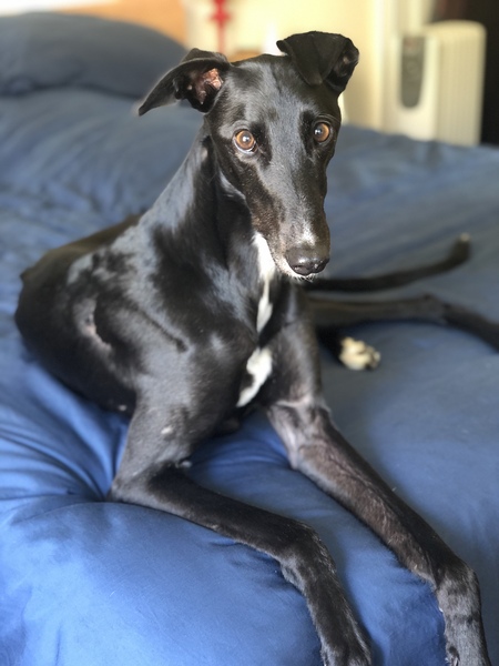 Zena