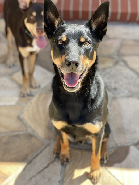 Koda