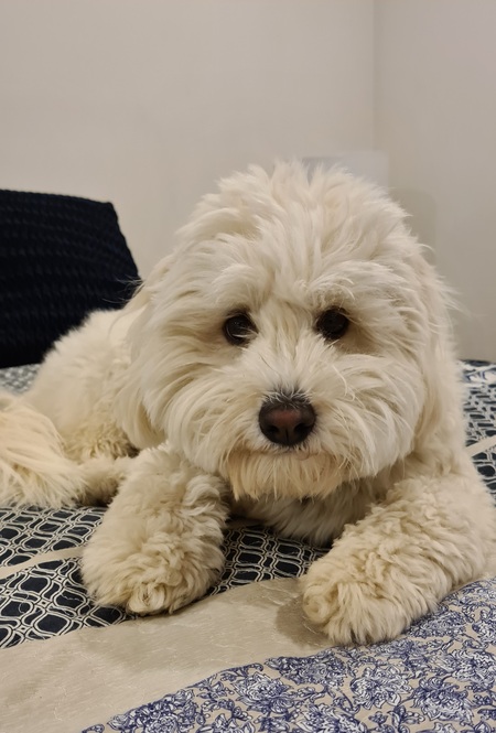 Bailey