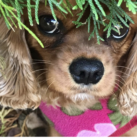 Darla