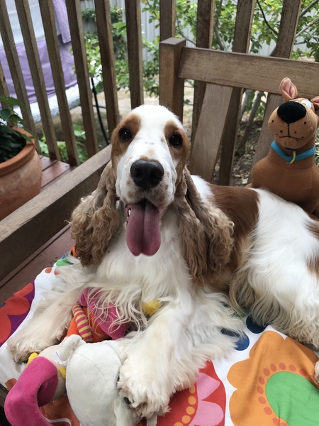 Harry the Delta Therapy Dog 