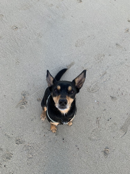 Pip 