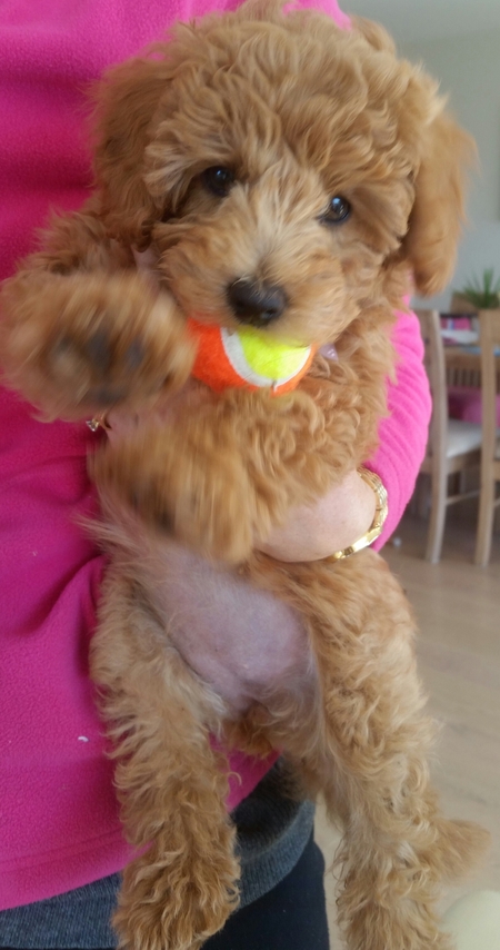 Maisy