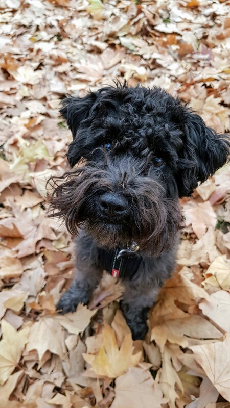 Oscar