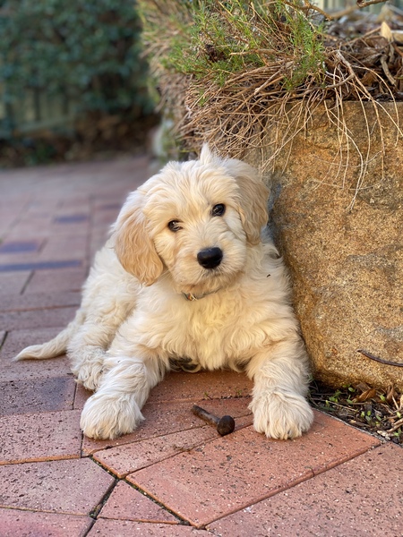 Stanley