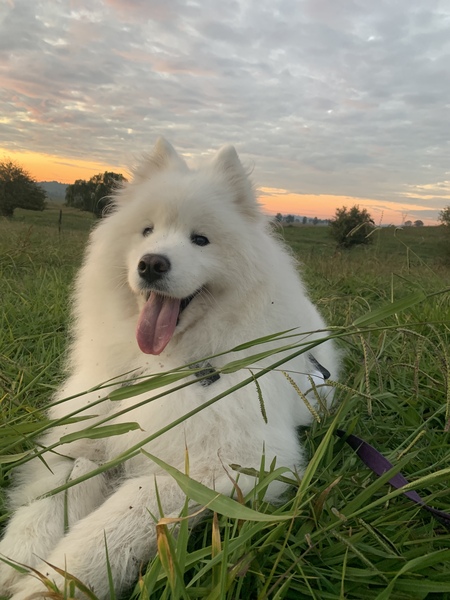 Maya